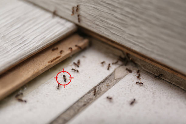 Best Mosquito Control Services  in Grover Beach, CA